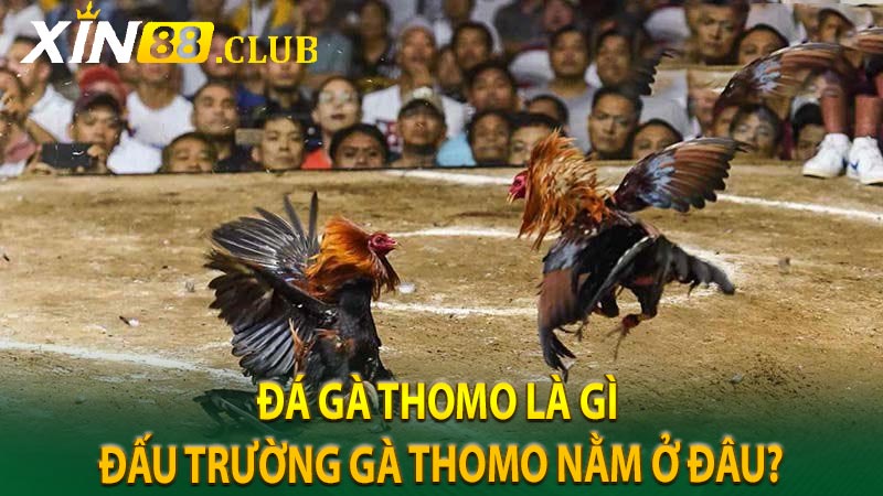 Đá Gà Thomo là gì – đấu trường gà Thomo nằm ở đâu?